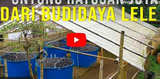 Sulit Air, Warga Malah Berhasil Budidaya Lele dan Olahan Lele